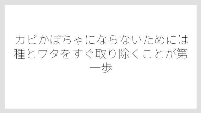 カビかぼちゃにならないためには種とワタをすぐ取り除くことが第一歩