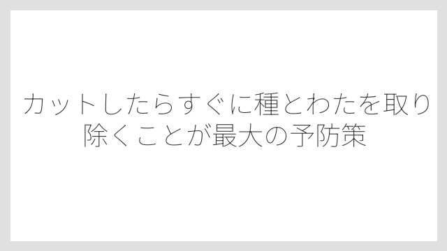 カットしたらすぐに種とわたを取り除くことが最大の予防策