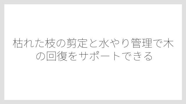 枯れた枝の剪定と水やり管理で木の回復をサポートできる