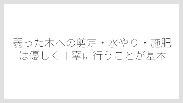 弱った木への剪定・水やり・施肥は優しく丁寧に行うことが基本