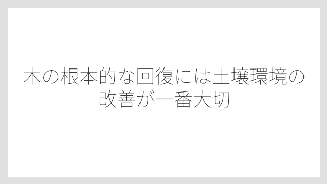 木の根本的な回復には土壌環境の改善が一番大切