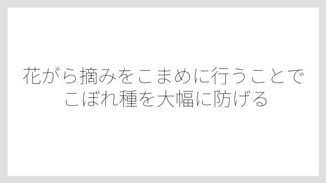 花がら摘みをこまめに行うことでこぼれ種を大幅に防げる