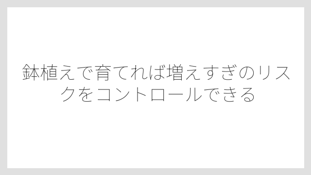 鉢植えで育てれば増えすぎのリスクをコントロールできる