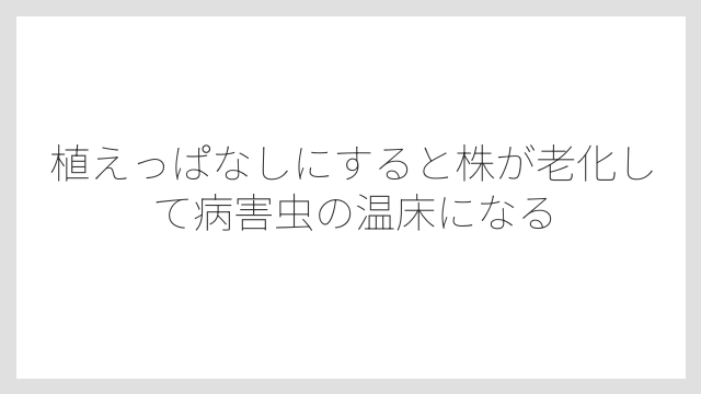 植えっぱなしにすると株が老化して病害虫の温床になる