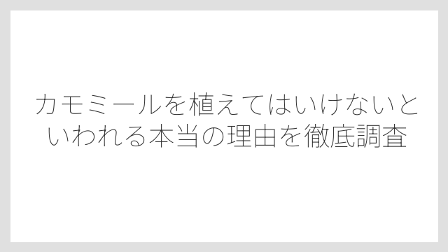 カモミールを植えてはいけないといわれる本当の理由を徹底調査