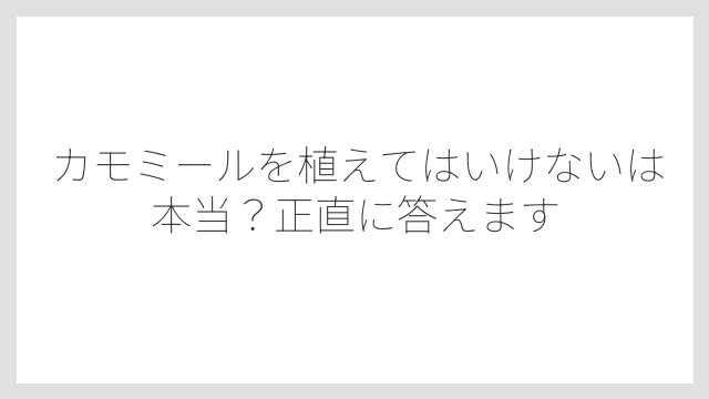 カモミールを植えてはいけないは本当？正直に答えます
