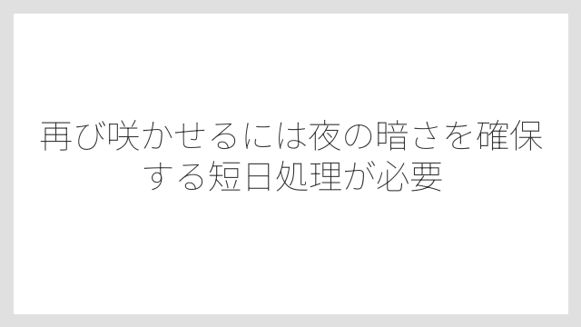 再び咲かせるには夜の暗さを確保する短日処理が必要
