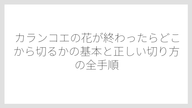 カランコエの花が終わったらどこから切るかの基本と正しい切り方の全手順