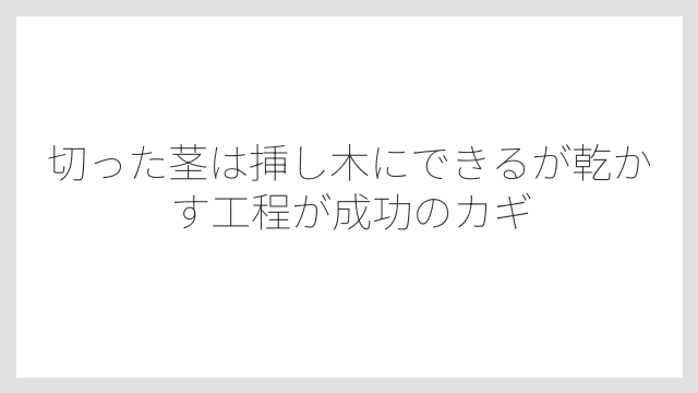 切った茎は挿し木にできるが乾かす工程が成功のカギ