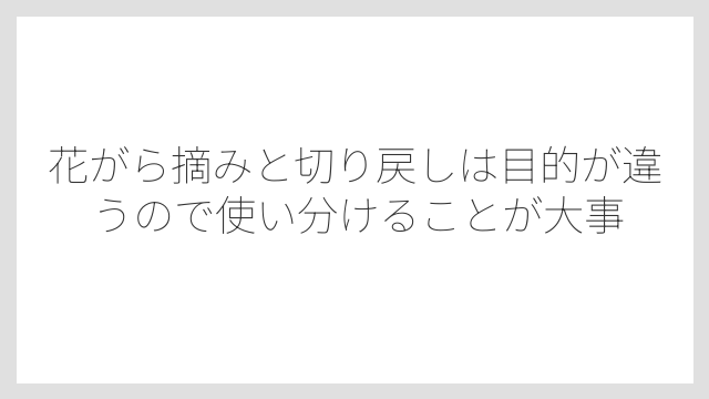 花がら摘みと切り戻しは目的が違うので使い分けることが大事