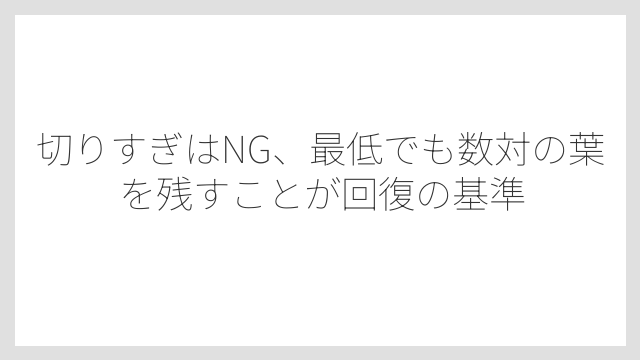 切りすぎはNG、最低でも数対の葉を残すことが回復の基準