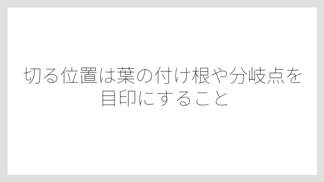 切る位置は葉の付け根や分岐点を目印にすること