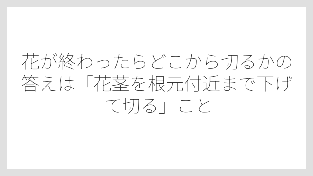 花が終わったらどこから切るかの答えは「花茎を根元付近まで下げて切る」こと