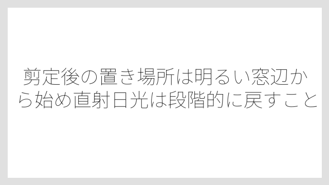 剪定後の置き場所は明るい窓辺から始め直射日光は段階的に戻すこと