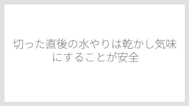 切った直後の水やりは乾かし気味にすることが安全