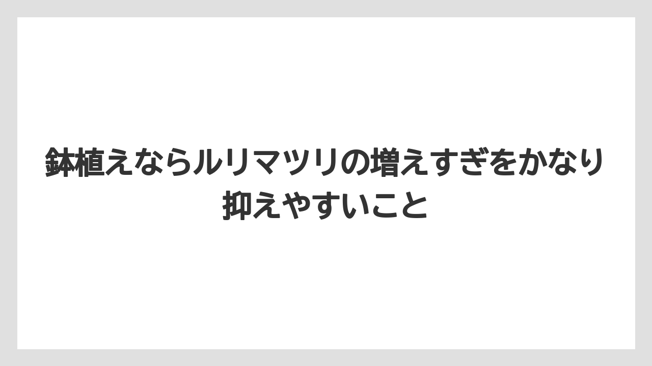 【いけない】【後悔】【栽培】【植え】鉢植えならルリマツリの増えすぎをかなり抑えやすいこと