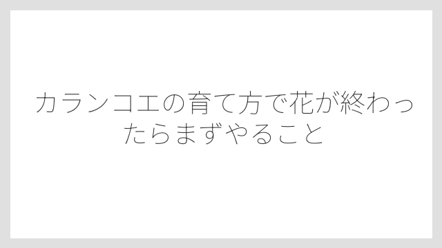 カランコエの育て方で花が終わったらまずやること