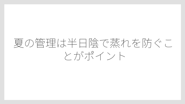 夏の管理は半日陰で蒸れを防ぐことがポイント