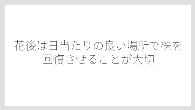 花後は日当たりの良い場所で株を回復させることが大切
