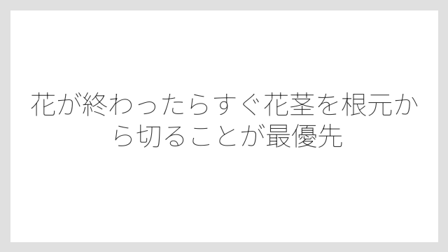 花が終わったらすぐ花茎を根元から切ることが最優先