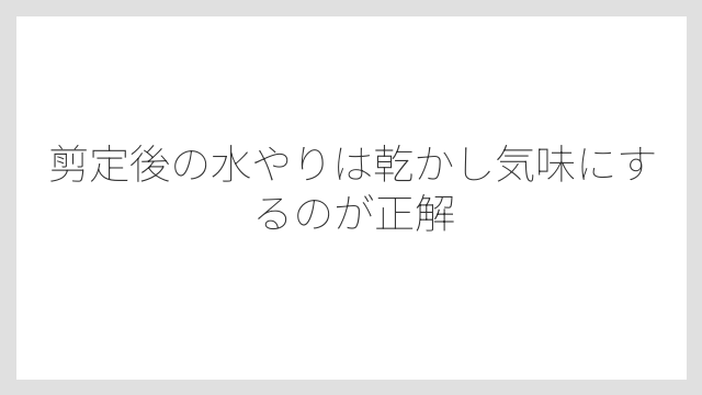 剪定後の水やりは乾かし気味にするのが正解