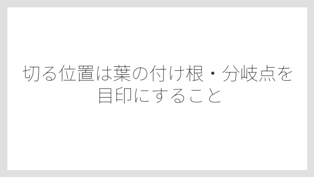切る位置は葉の付け根・分岐点を目印にすること