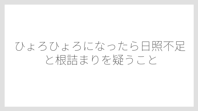 ひょろひょろになったら日照不足と根詰まりを疑うこと