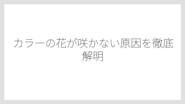 カラーの花が咲かない原因を徹底解明