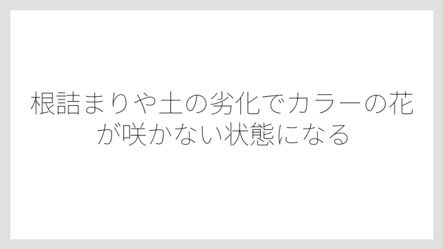 根詰まりや土の劣化でカラーの花が咲かない状態になる