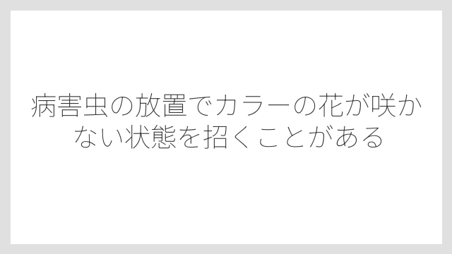 病害虫の放置でカラーの花が咲かない状態を招くことがある