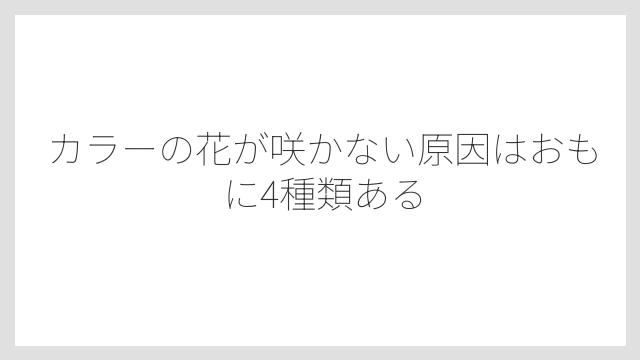 カラーの花が咲かない原因はおもに4種類ある