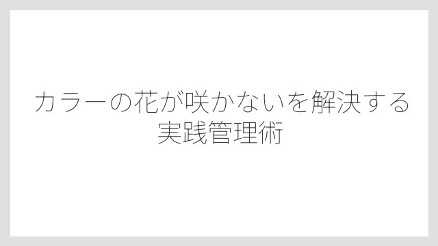 長年の植えっぱなしがカラーの花が咲かなくなる原因になる