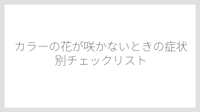 カラーの花が咲かないときの症状別チェックリスト