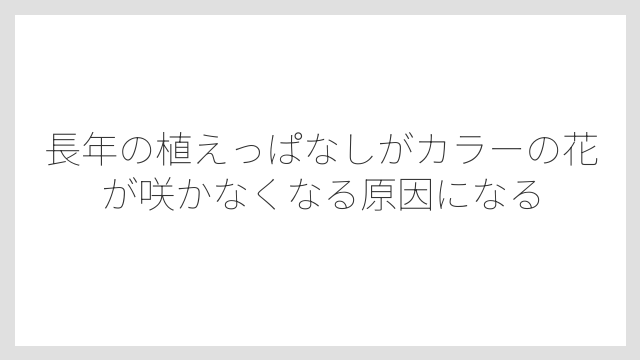 長年の植えっぱなしがカラーの花が咲かなくなる原因になる