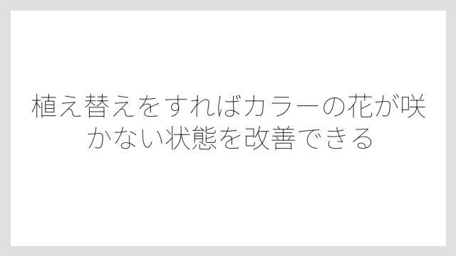植え替えをすればカラーの花が咲かない状態を改善できる