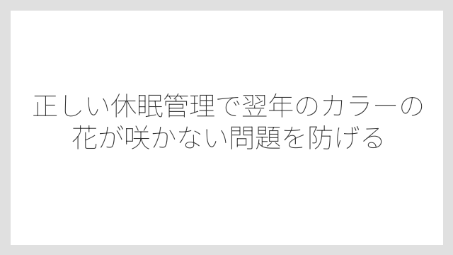 正しい休眠管理で翌年のカラーの花が咲かない問題を防げる