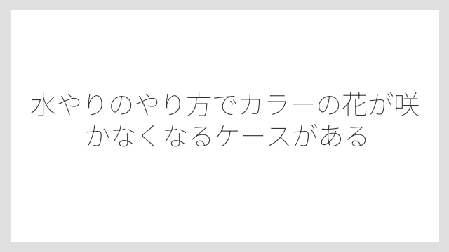 水やりのやり方でカラーの花が咲かなくなるケースがある