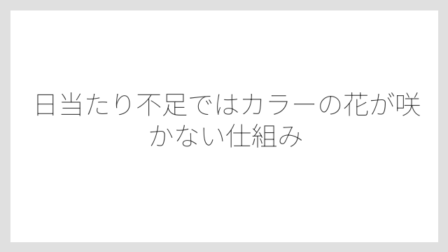 日当たり不足ではカラーの花が咲かない仕組み