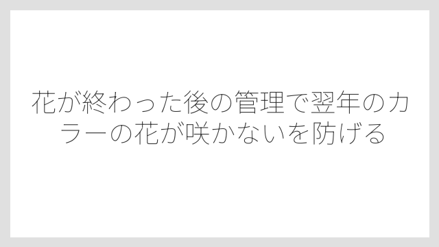 花が終わった後の管理で翌年のカラーの花が咲かないを防げる