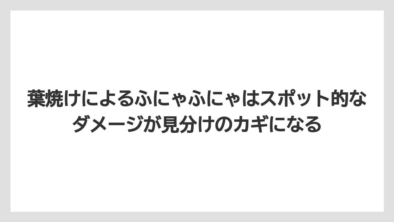 【木】【栽培】【農業】葉焼けによるふにゃふにゃはスポット的なダメージが見分けのカギになる