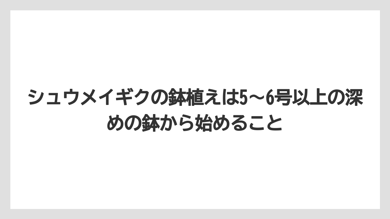 【栽培】【農園】【農業】シュウメイギクの鉢植えは5〜6号以上の深めの鉢から始めること