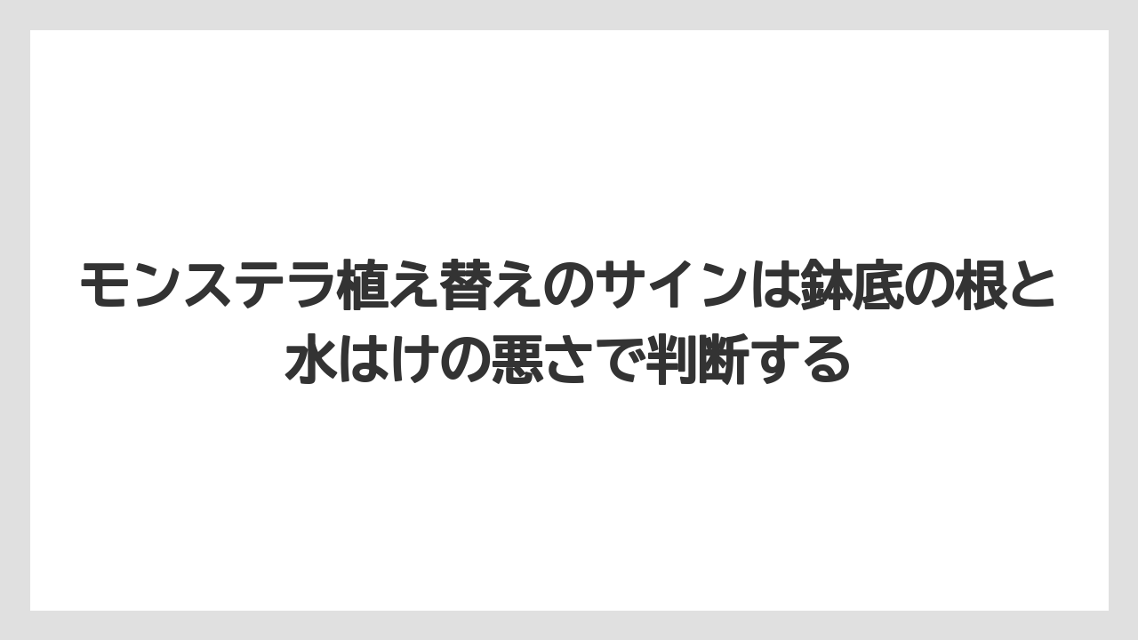 【モンステラ】【栽培】【農業】モンステラ植え替えのサインは鉢底の根と水はけの悪さで判断する