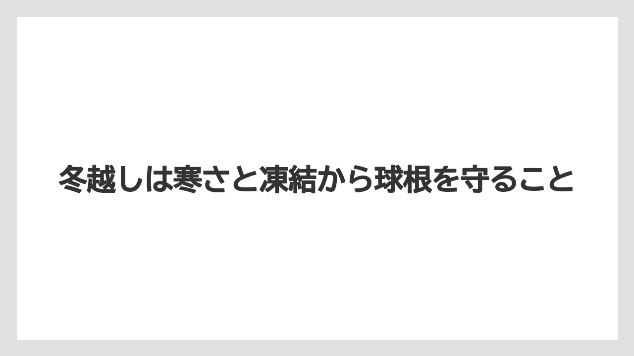【栽培】【農園】【農業】冬越しは寒さと凍結から球根を守ること