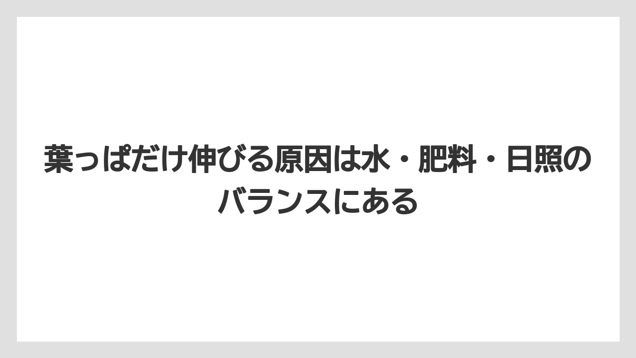 【栽培】【農園】【農業】葉っぱだけ伸びる原因は水・肥料・日照のバランスにある