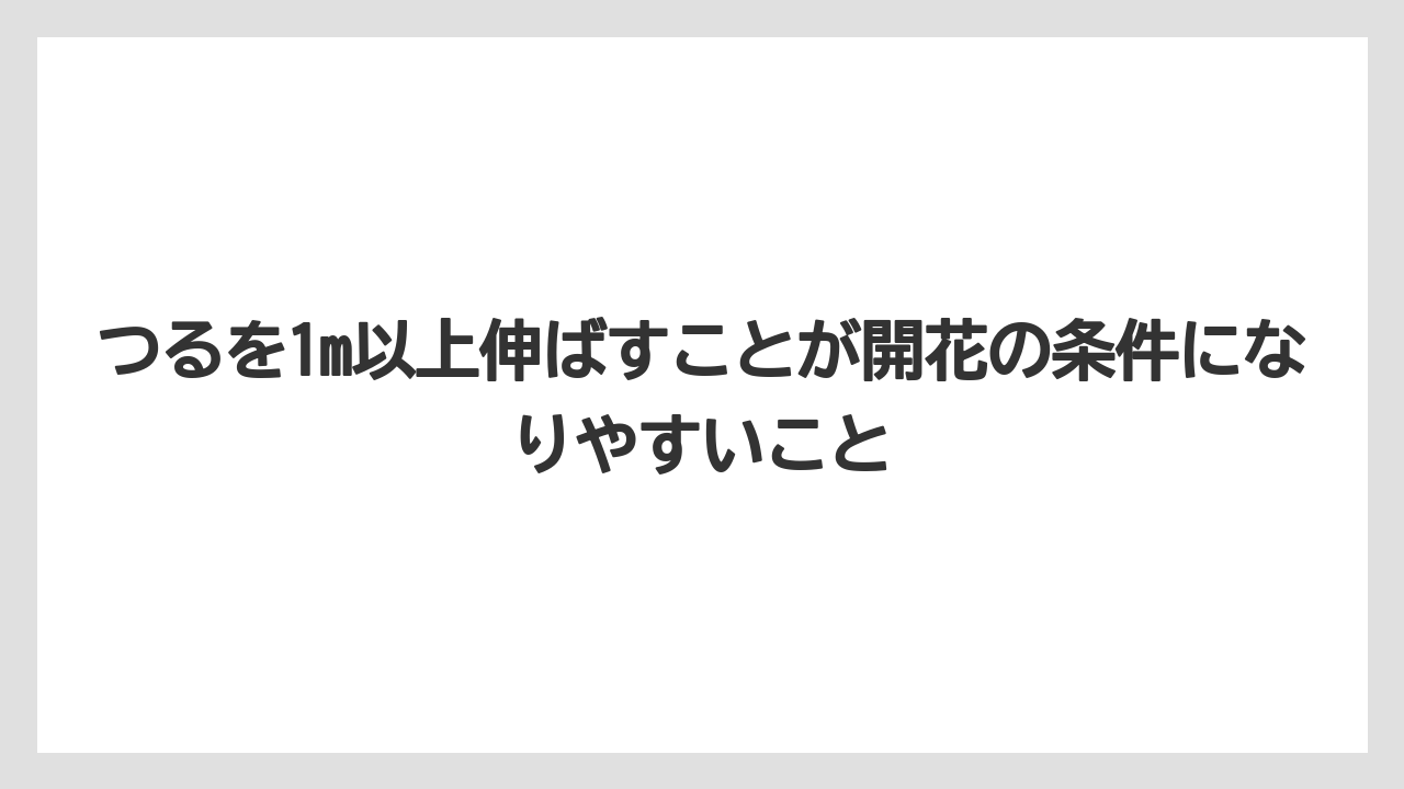 【栽培】【農園】【農業】つるを1m以上伸ばすことが開花の条件になりやすいこと