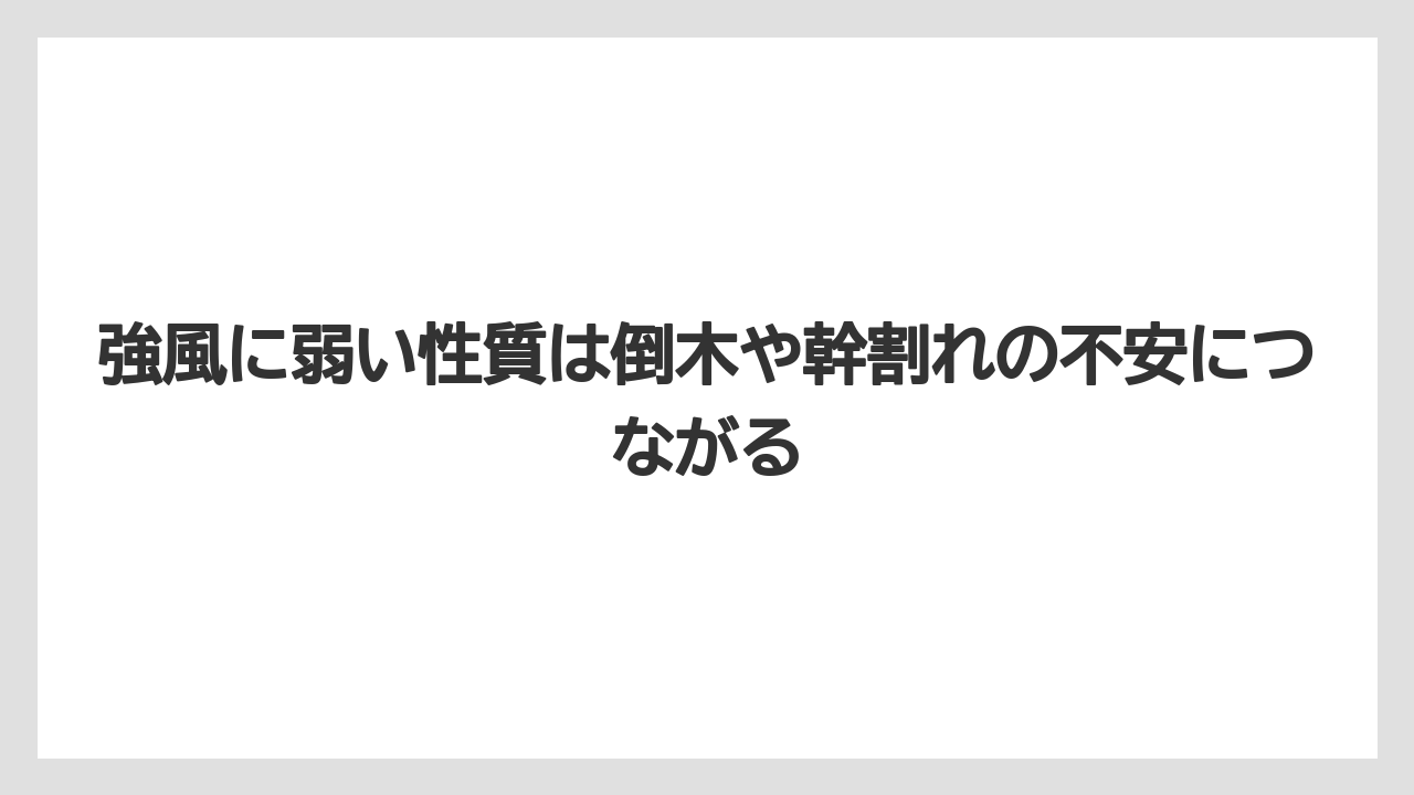 強風に弱い性質は倒木や幹割れの不安につながる