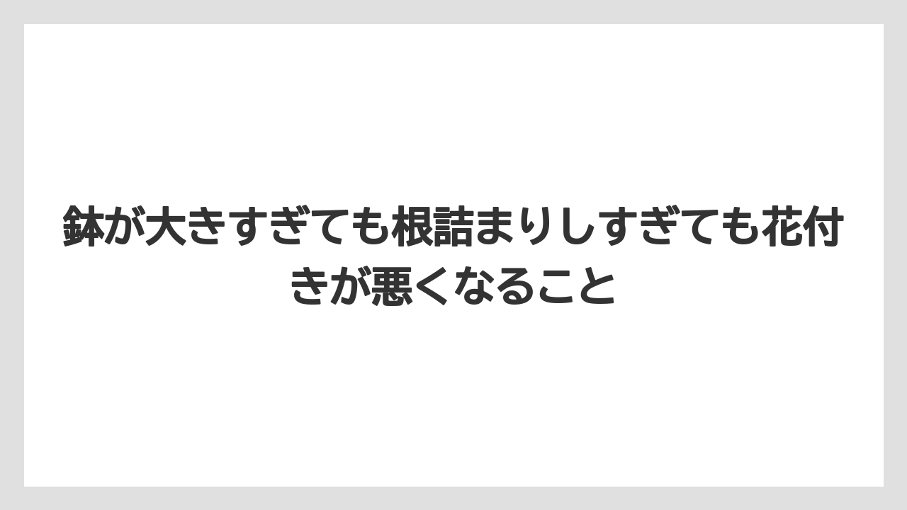 【栽培】【花】【農業】鉢が大きすぎても根詰まりしすぎても花付きが悪くなること
