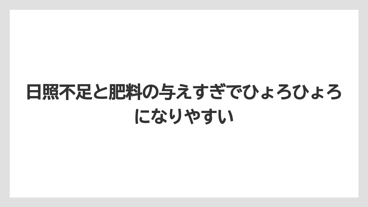 【栽培】【農園】【農業】日照不足と肥料の与えすぎでひょろひょろになりやすい