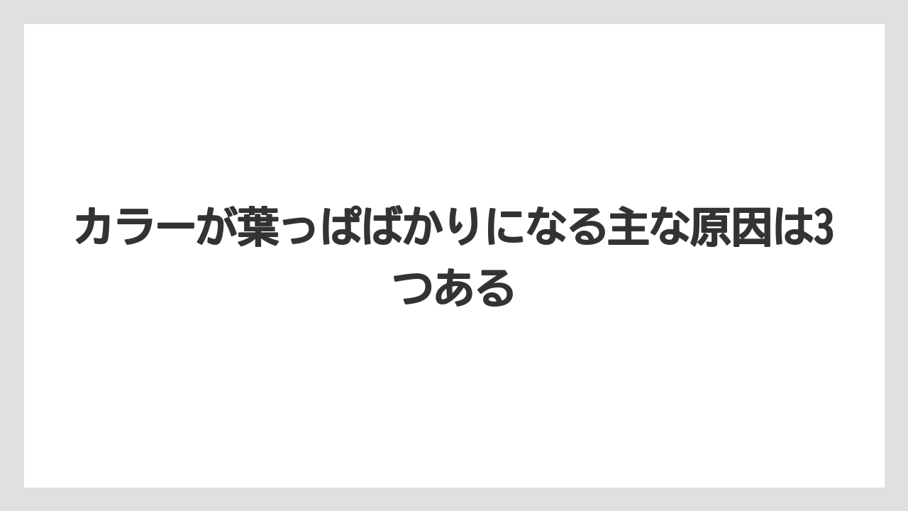【栽培】【花】【葉】カラーが葉っぱばかりになる主な原因は3つある