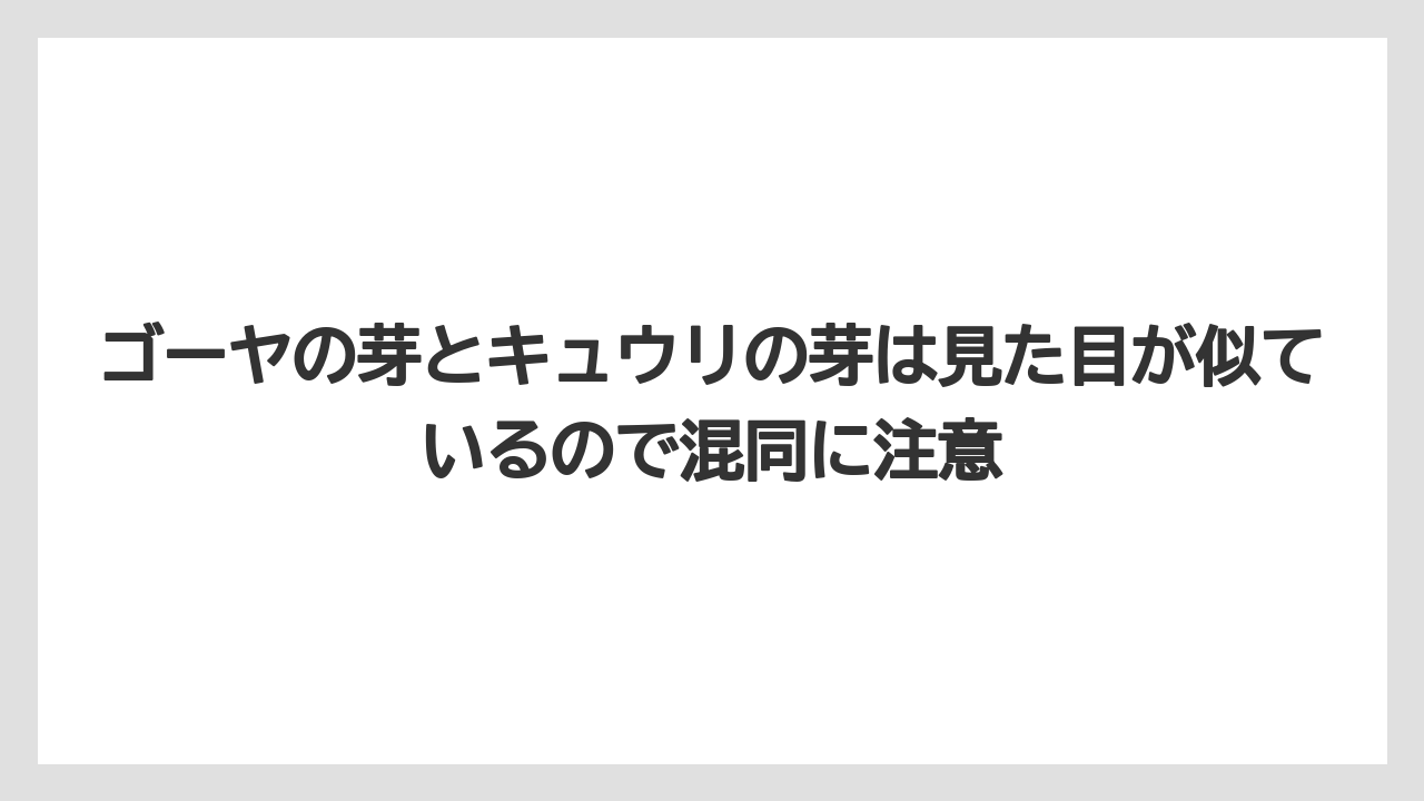 【ゴーヤ】【栽培】【農業】ゴーヤの芽とキュウリの芽は見た目が似ているので混同に注意
